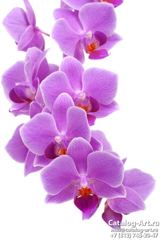 Pink orchids 58